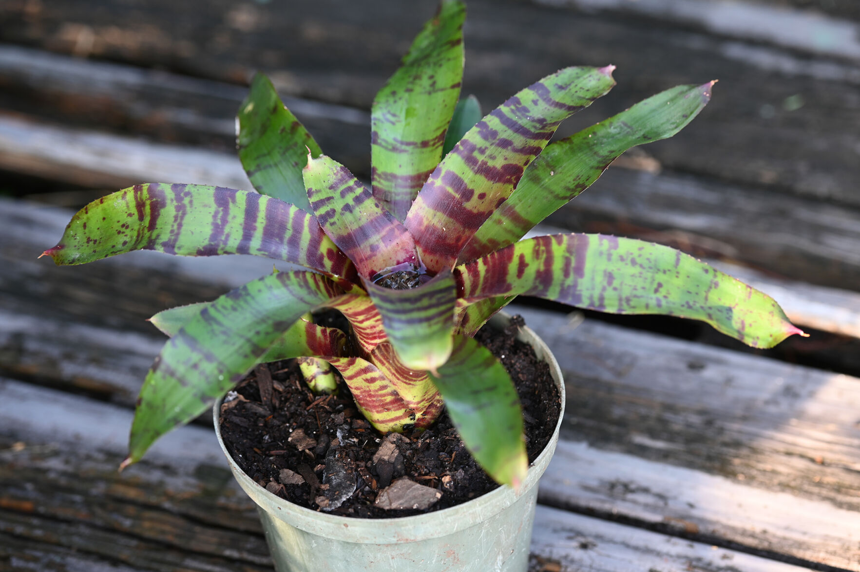 Bromeliads May 5,2021